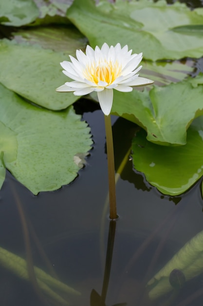 Close-up lotus flower, Beautiful lotus flower Blurred or blur soft focus