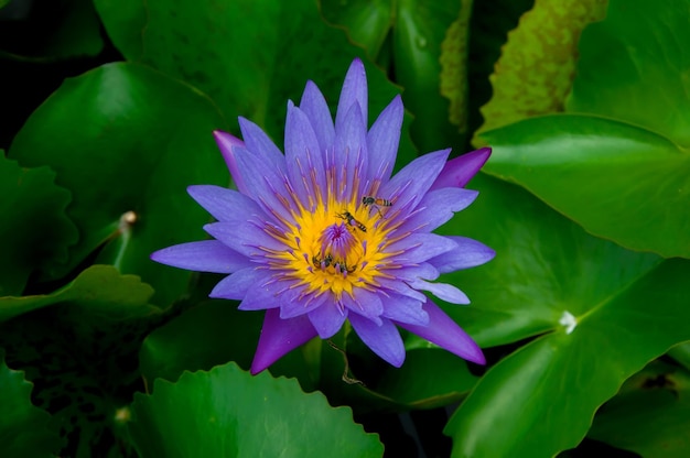 Close up of lotus flower with lotus leaf