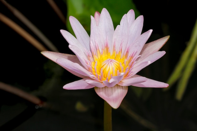 Close up lotus flower yellow and purple color