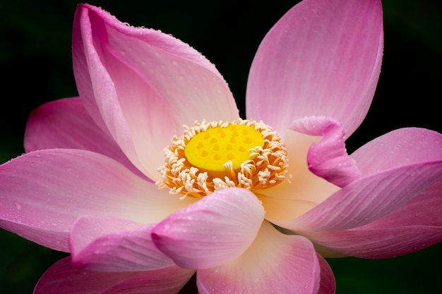 Close up lotus flower