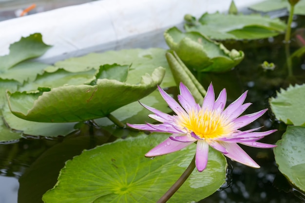 クローズアップの蓮の花