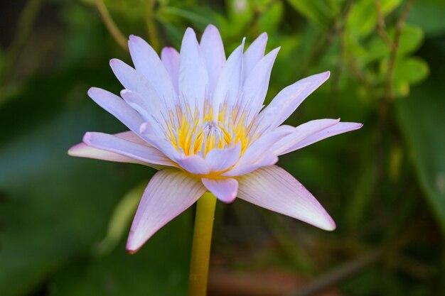 Close up lotus flower