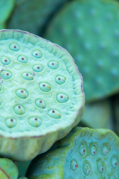 Photo close-up of lotus plant pod