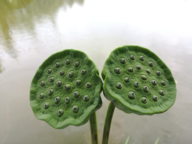 Foto close-up di un baccello di loto che cresce nello stagno