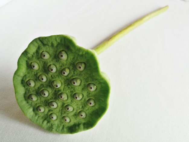 Photo close-up of lotus pod on white fabric