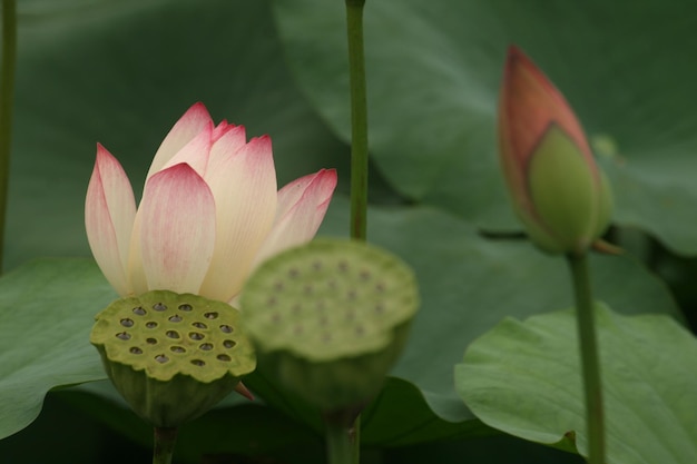 Close-up of lotus in pond