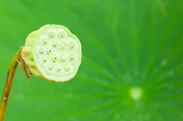 Close-up Lotus seed pod and lotus Leaves green background.