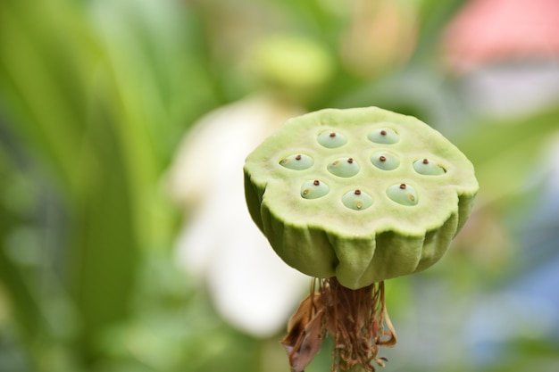 Photo close up lotus seeds on green background.