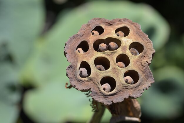 Photo close up lotus seeds on green background