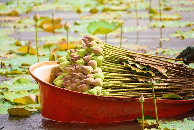 Close-up of lotus water lilies in container