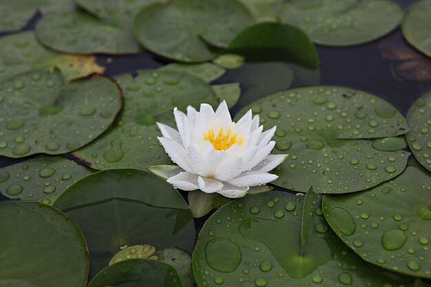 Foto prossimo piano della giglia d'acqua del loto nel lago