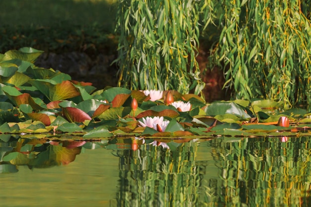 Photo close-up of lotus water lily in lake