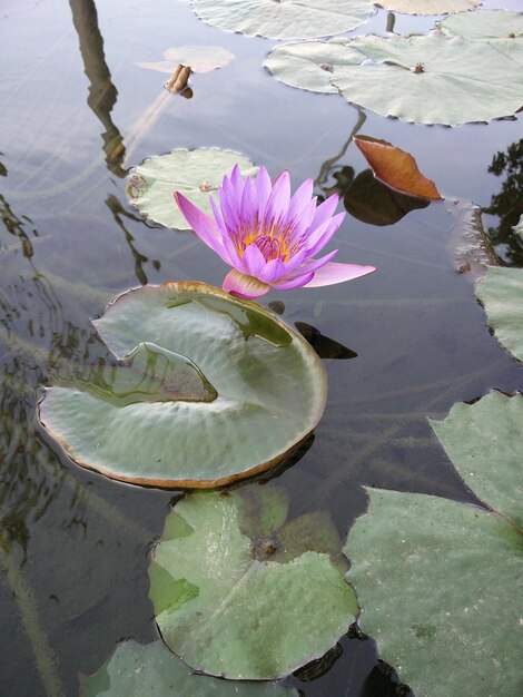 Close-up of lotus water lily in lake