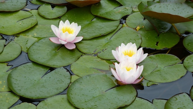 Close-up of lotus water lily in lake