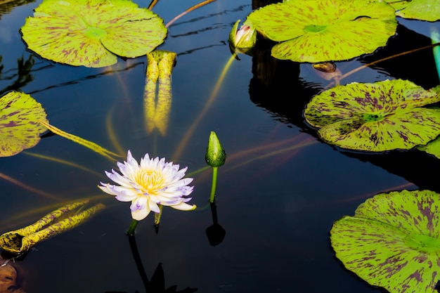 Foto prossimo piano della giglia d'acqua del loto nel lago