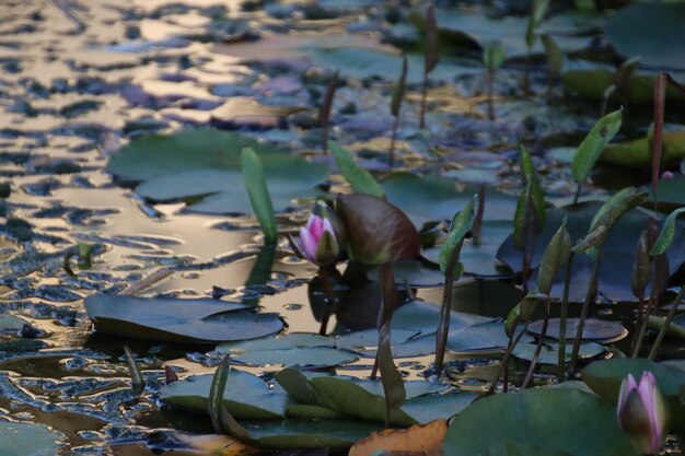 Photo close-up of lotus water lily in lake