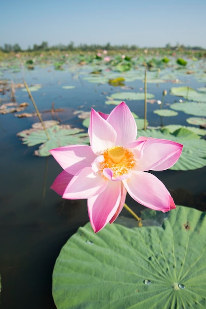 Close-up of lotus water lily in lake