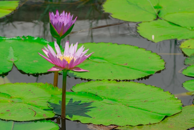 Foto prossimo piano della giglia d'acqua del loto nel lago