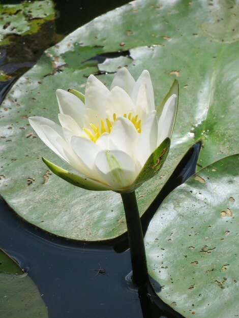 Photo close-up of lotus water lily in lake