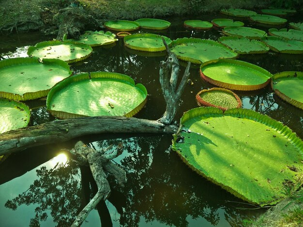 Close-up of lotus water lily in lake