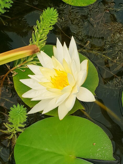 Close-up of lotus water lily in lake