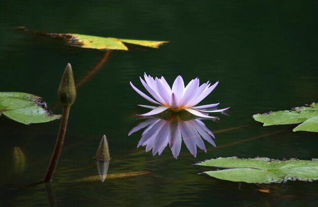 Close-up of lotus water lily in lake