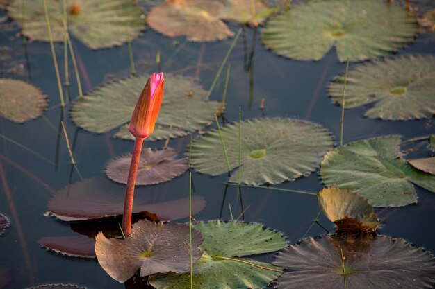 Foto prossimo piano della giglia d'acqua del loto nel lago