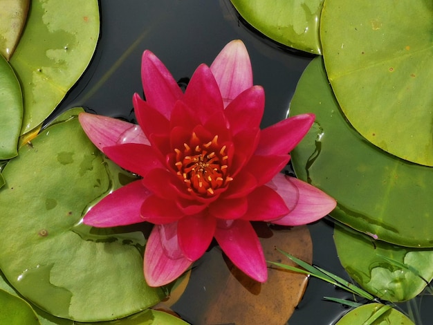 Foto prossimo piano della giglia d'acqua del loto nel lago