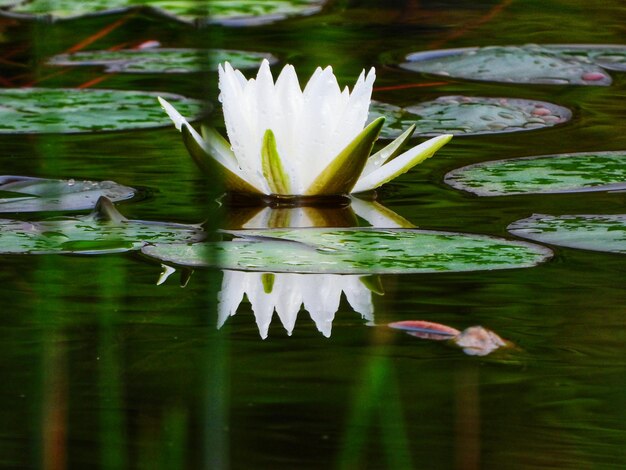 Foto prossimo piano della giglia d'acqua del loto nel lago