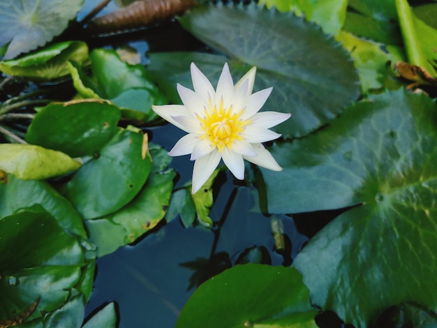 Близкий план водяной лилии лотоса в озере