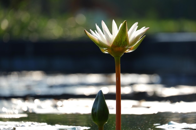 Foto prossimo piano della giglia d'acqua del loto nel lago