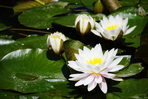 Close-up of lotus water lily in lake