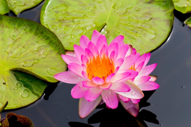 Close-up of lotus water lily in lake