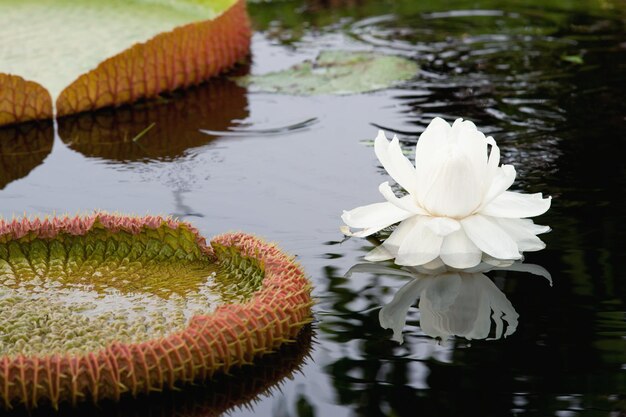 Close-up of lotus water lily in lake