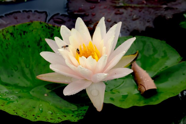 Close-up of lotus water lily in pond