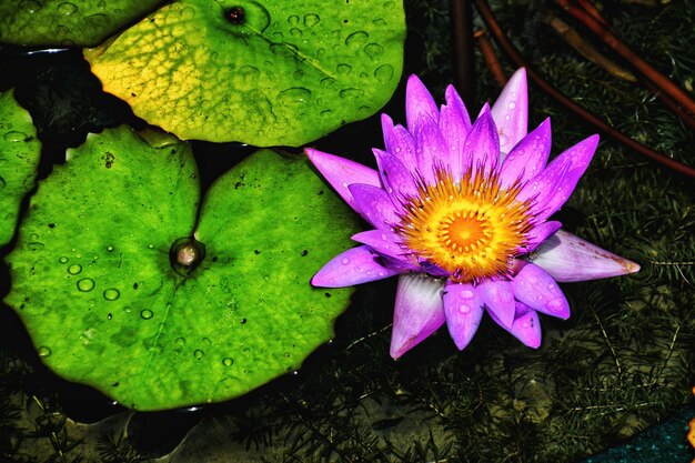 Close-up of lotus water lily in pond