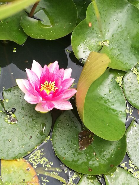 Close-up of lotus water lily in pond