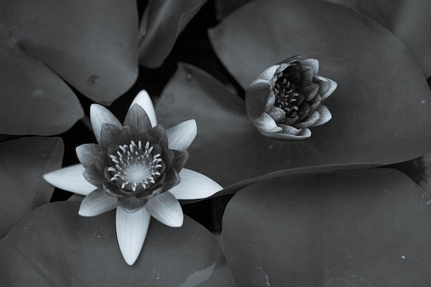 Foto close-up di un giglio d'acqua di loto nello stagno