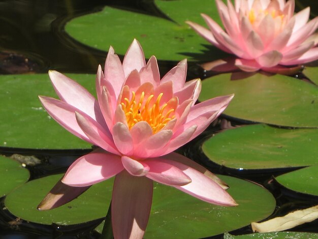 Close-up of lotus water lily in pond