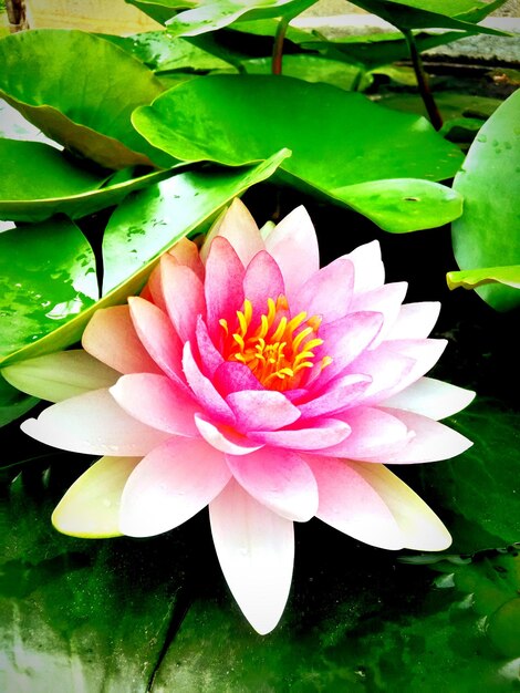 Close-up of lotus water lily in pond