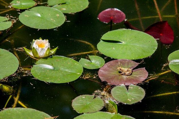 Photo close-up of lotus water lily in pond