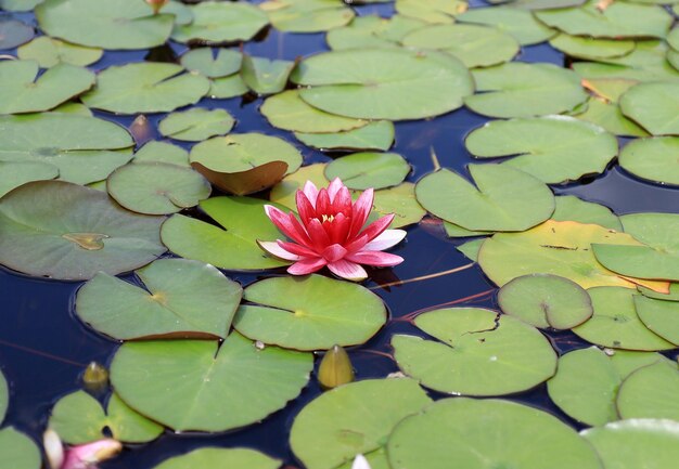 Close-up of lotus water lily in pond