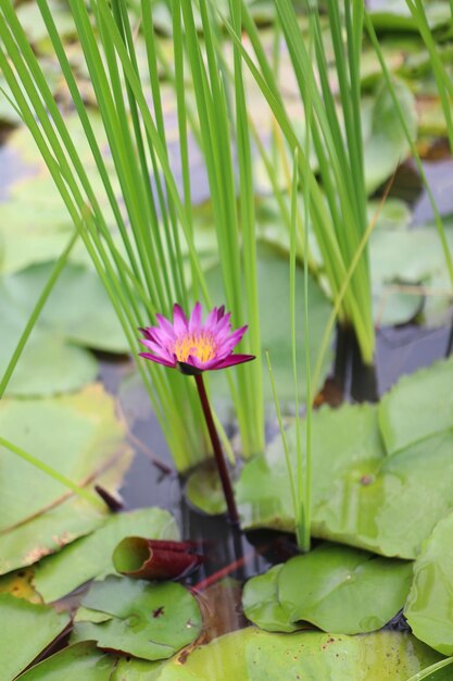 Close-up of lotus water lily in pond