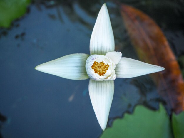 Photo close-up of lotus water lily in pond