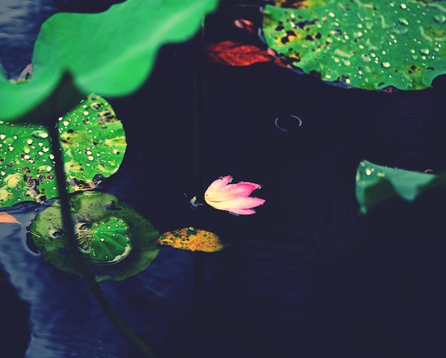 Photo close-up of lotus water lily in pond