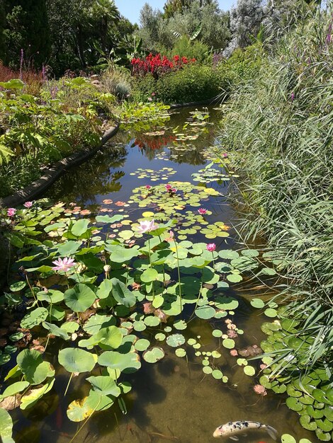 Close-up of lotus water lily in pond