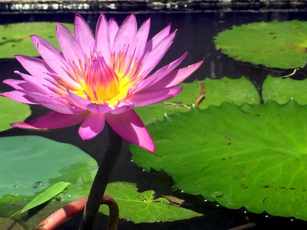 Close-up of lotus water lily in pond