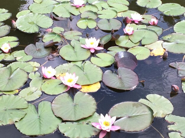 Close-up of lotus water lily in pond