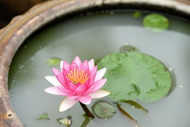 Close-up of lotus water lily in pond