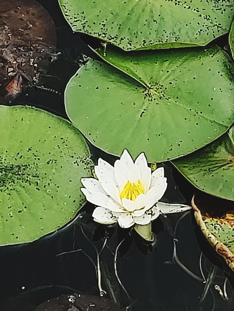 Foto close-up di un giglio d'acqua di loto nello stagno